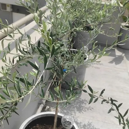 My In Greece