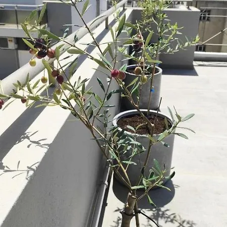 Apartment My In Greece Athens